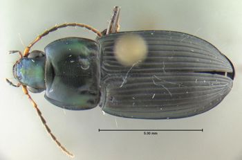 Media type: image;   Entomology 600332 Aspect: habitus dorsal view